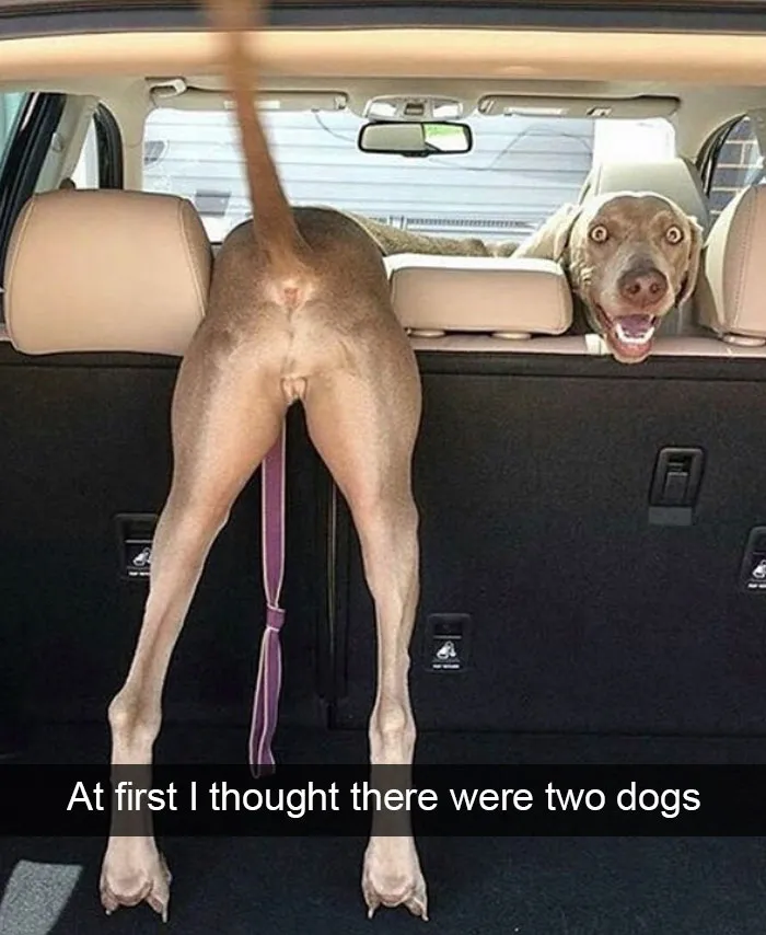 166 Hilarious Dog Snapchats That Are Impawsible Not To Laugh At (Part 2)
