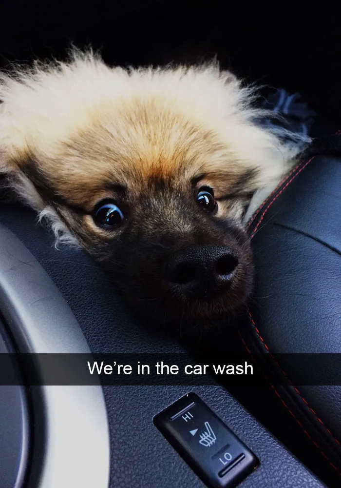 166 Hilarious Dog Snapchats That Are Impawsible Not To Laugh At (Part 2)
