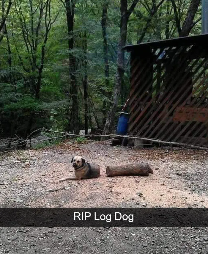 166 Hilarious Dog Snapchats That Are Impawsible Not To Laugh At (Part 2)