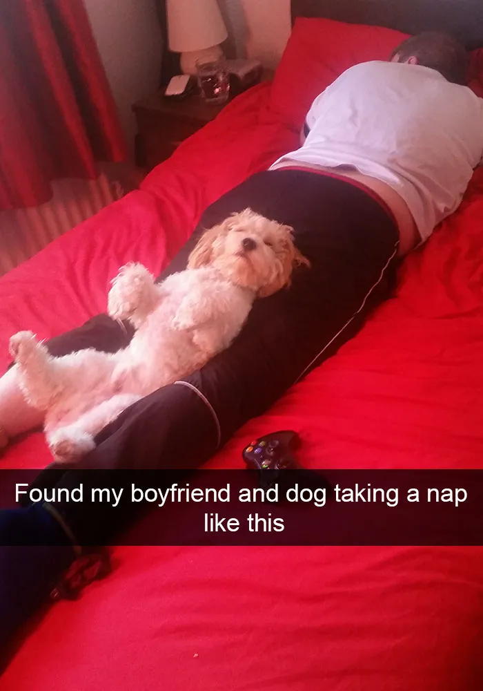 166 Hilarious Dog Snapchats That Are Impawsible Not To Laugh At (Part 2)
