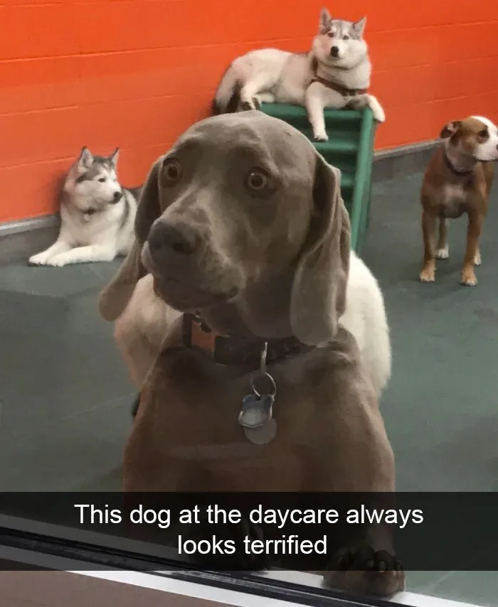 166 Hilarious Dog Snapchats That Are Impawsible Not To Laugh At (Part 2)