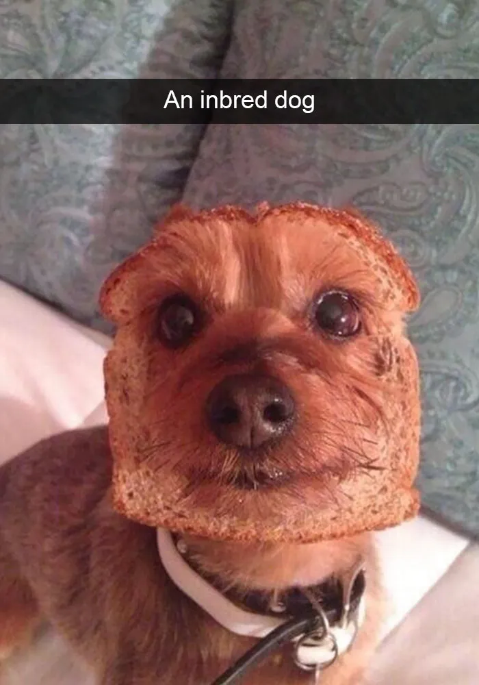 166 Hilarious Dog Snapchats That Are Impawsible Not To Laugh At (Part 2)