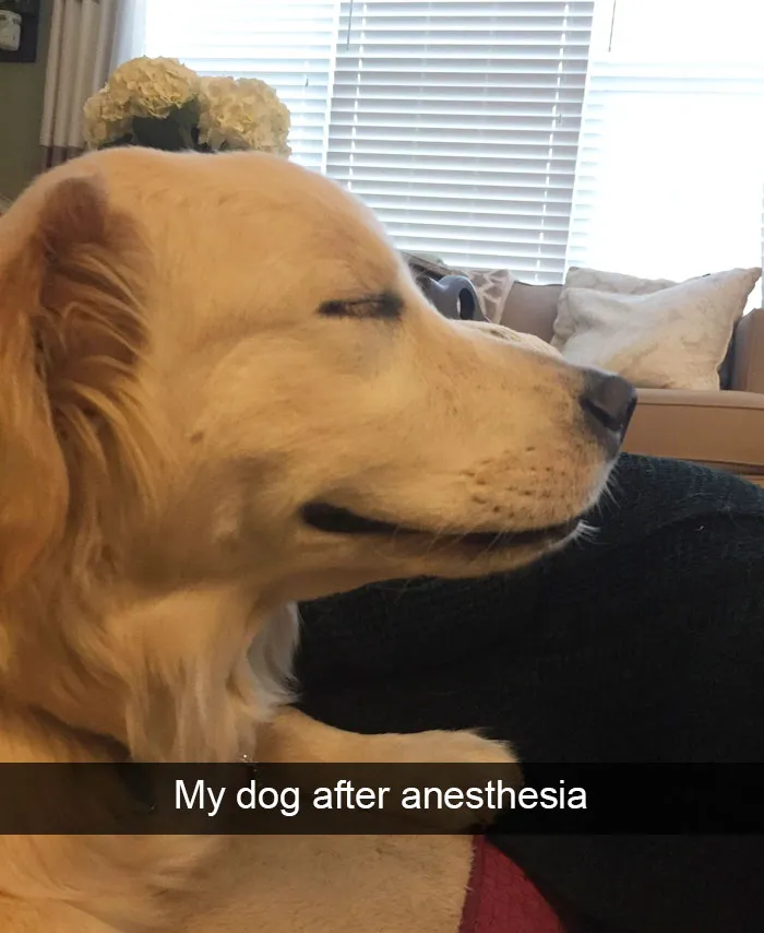 166 Hilarious Dog Snapchats That Are Impawsible Not To Laugh At (Part 2)