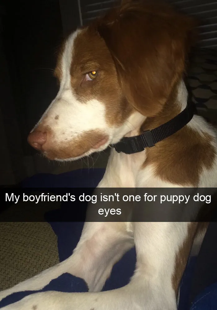 166 Hilarious Dog Snapchats That Are Impawsible Not To Laugh At (Part 2)