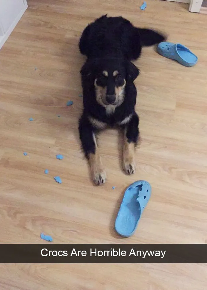 166 Hilarious Dog Snapchats That Are Impawsible Not To Laugh At (Part 2)