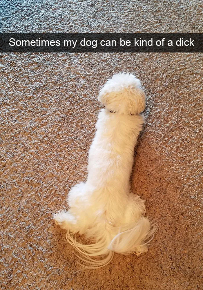 166 Hilarious Dog Snapchats That Are Impawsible Not To Laugh At (Part 2)