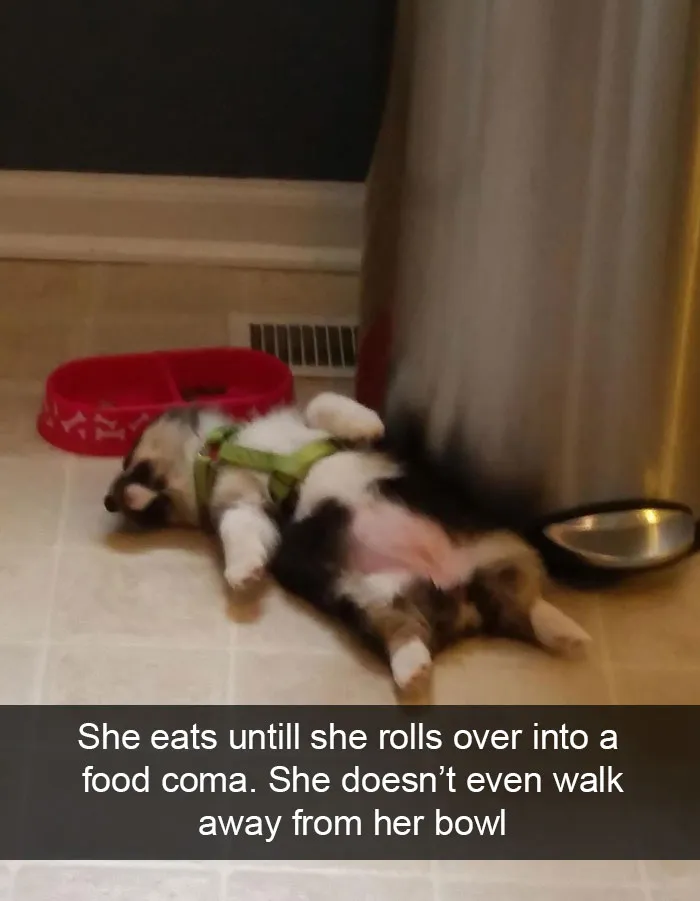 166 Hilarious Dog Snapchats That Are Impawsible Not To Laugh At (Part 2)