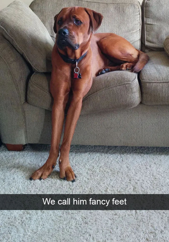 166 Hilarious Dog Snapchats That Are Impawsible Not To Laugh At (Part 2)