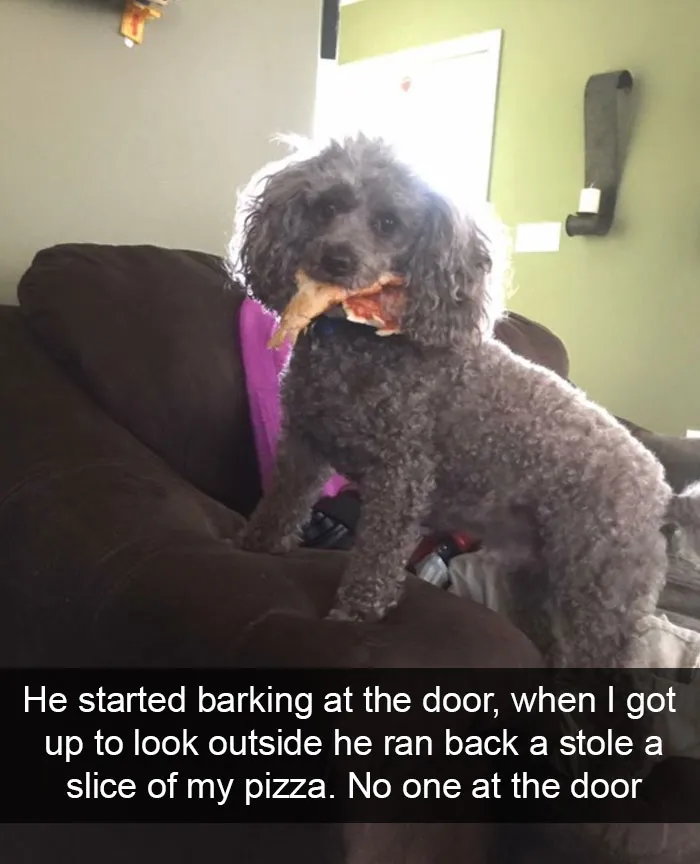 166 Hilarious Dog Snapchats That Are Impawsible Not To Laugh At (Part 2)