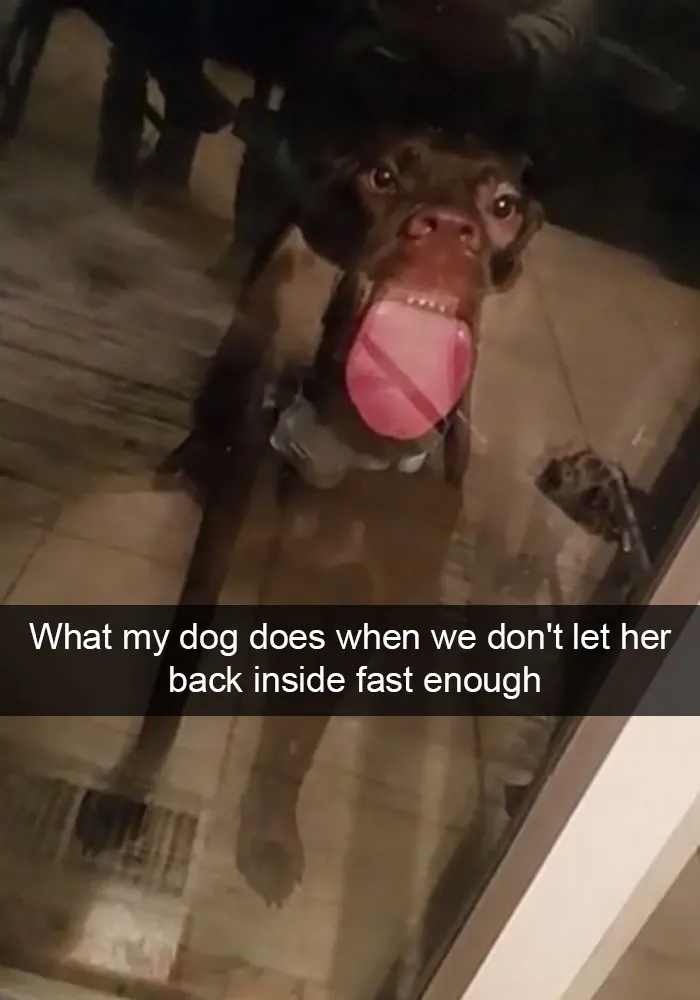166 Hilarious Dog Snapchats That Are Impawsible Not To Laugh At (Part 2)