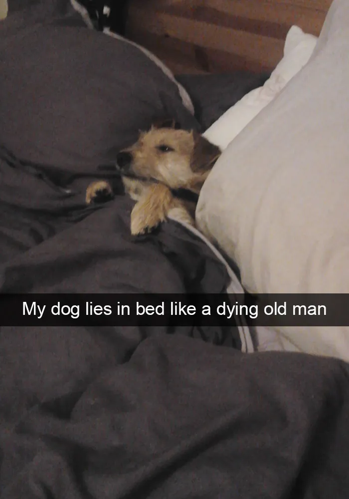 166 Hilarious Dog Snapchats That Are Impawsible Not To Laugh At (Part 2)