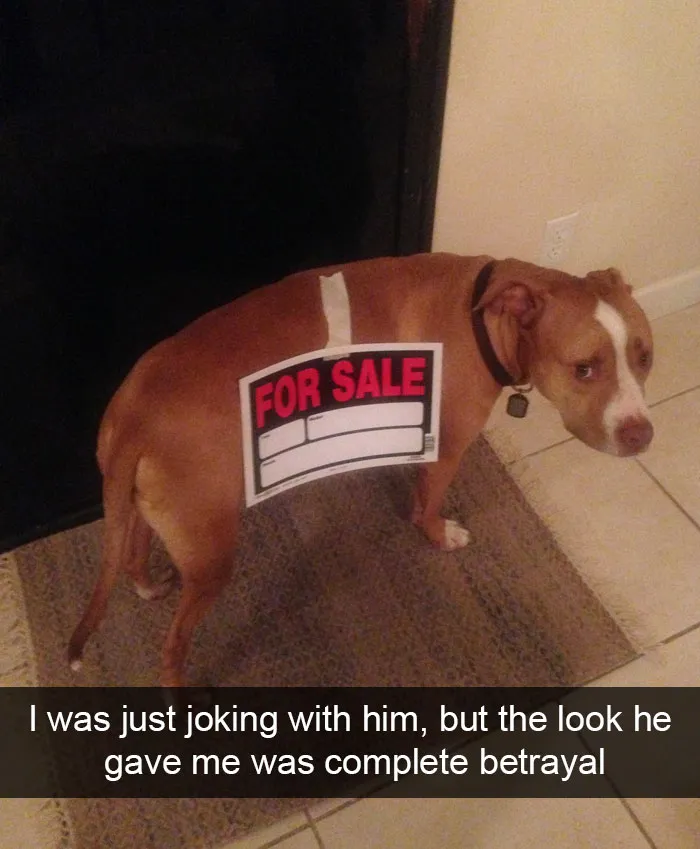 166 Hilarious Dog Snapchats That Are Impawsible Not To Laugh At (Part 2)