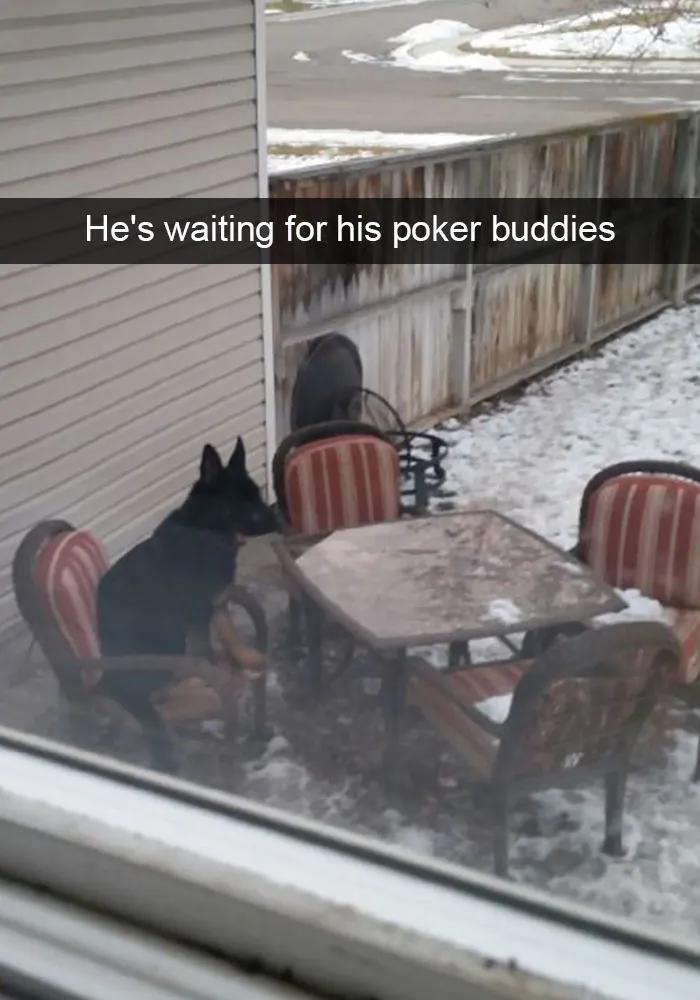 166 Hilarious Dog Snapchats That Are Impawsible Not To Laugh At (Part 2)
