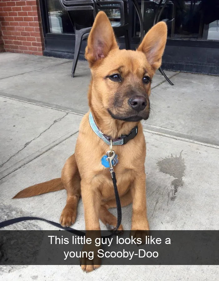 166 Hilarious Dog Snapchats That Are Impawsible Not To Laugh At (Part 2)