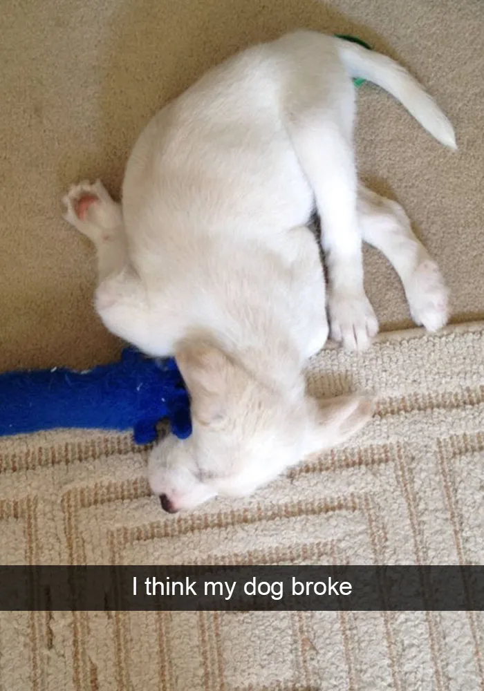 166 Hilarious Dog Snapchats That Are Impawsible Not To Laugh At (Part 2)
