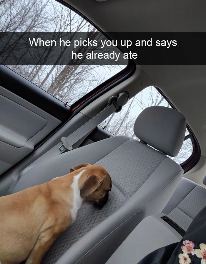 166 Hilarious Dog Snapchats That Are Impawsible Not To Laugh At (Part 2)