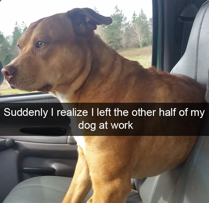 166 Hilarious Dog Snapchats That Are Impawsible Not To Laugh At (Part 2)