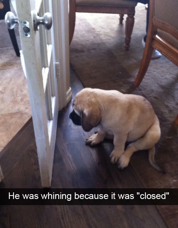 166 Hilarious Dog Snapchats That Are Impawsible Not To Laugh At (Part 2)