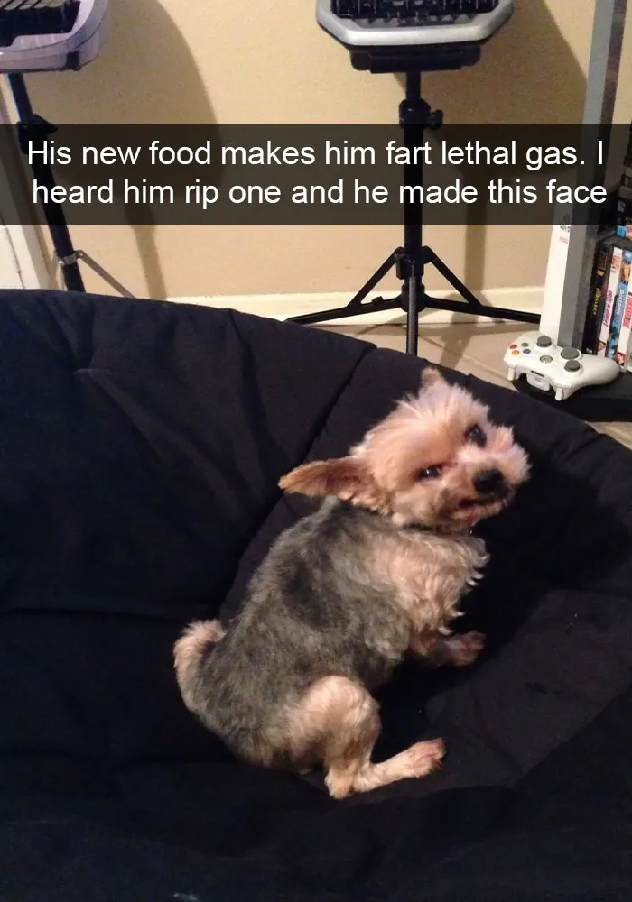 166 Hilarious Dog Snapchats That Are Impawsible Not To Laugh At (Part 2)
