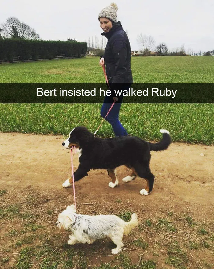 166 Hilarious Dog Snapchats That Are Impawsible Not To Laugh At (Part 2)