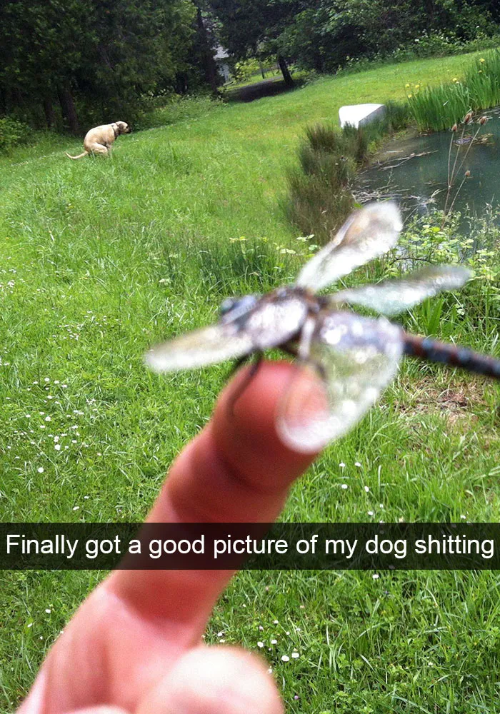 166 Hilarious Dog Snapchats That Are Impawsible Not To Laugh At (Part 2)