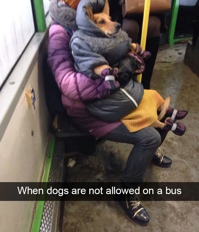 166 Hilarious Dog Snapchats That Are Impawsible Not To Laugh At (Part 2)
