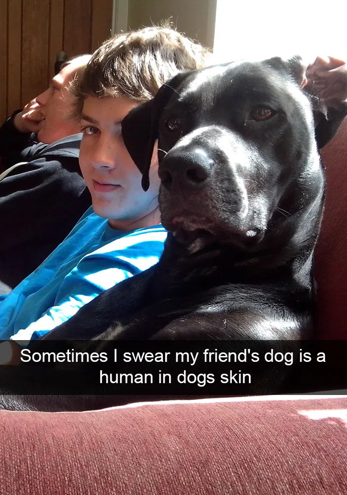 166 Hilarious Dog Snapchats That Are Impawsible Not To Laugh At (Part 2)