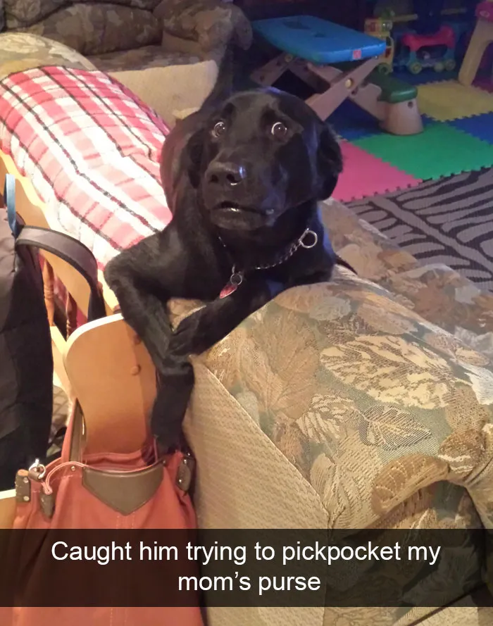 166 Hilarious Dog Snapchats That Are Impawsible Not To Laugh At (Part 2)