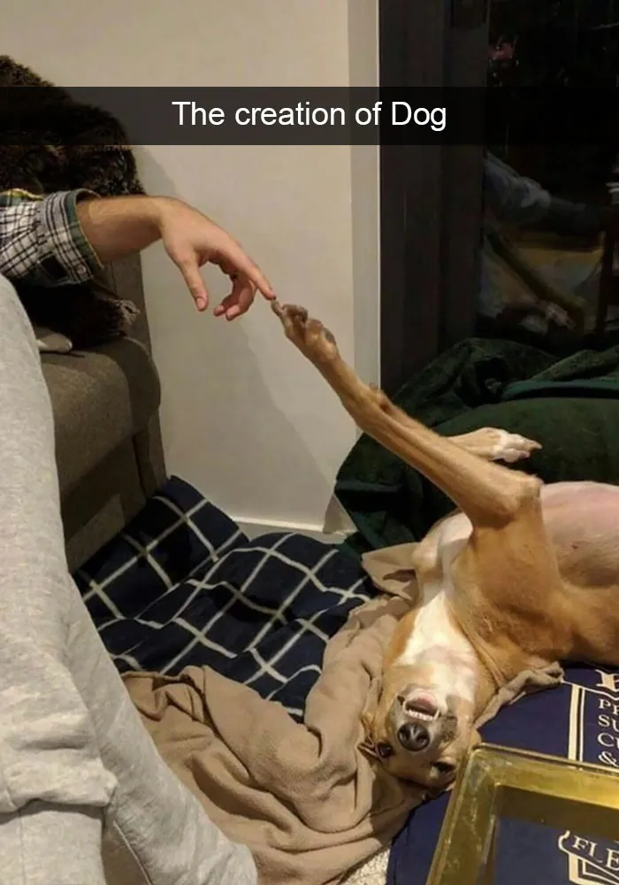 166 Hilarious Dog Snapchats That Are Impawsible Not To Laugh At (Part 2)