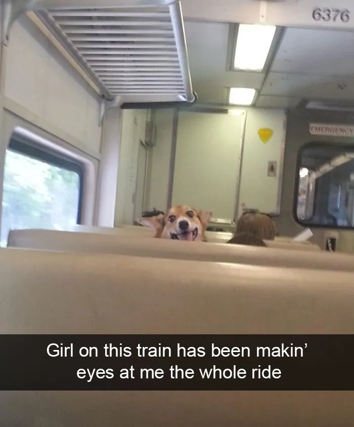 166 Hilarious Dog Snapchats That Are Impawsible Not To Laugh At (Part 2)