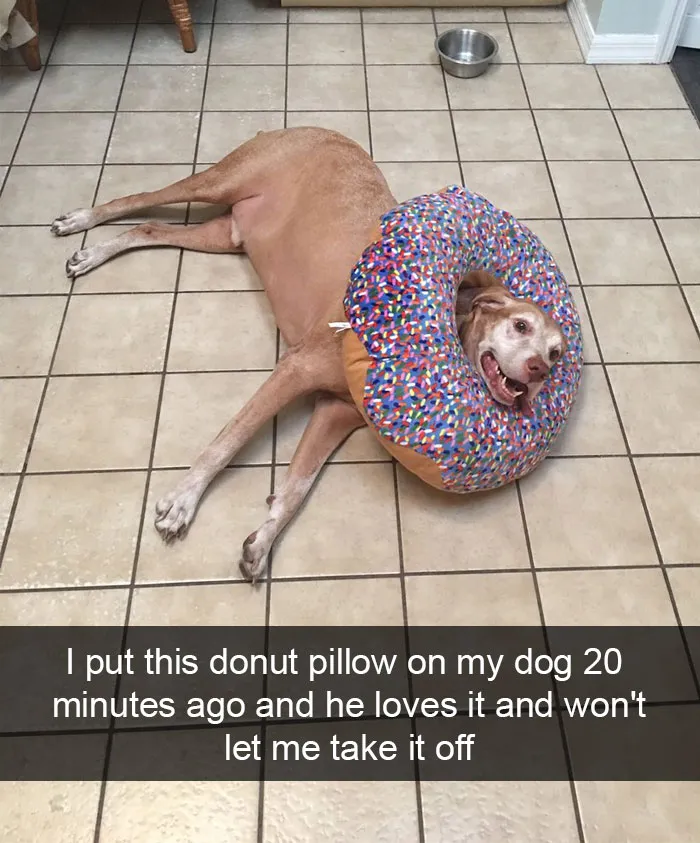 166 Hilarious Dog Snapchats That Are Impawsible Not To Laugh At (Part 2)