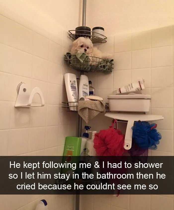 166 Hilarious Dog Snapchats That Are Impawsible Not To Laugh At (Part 2)