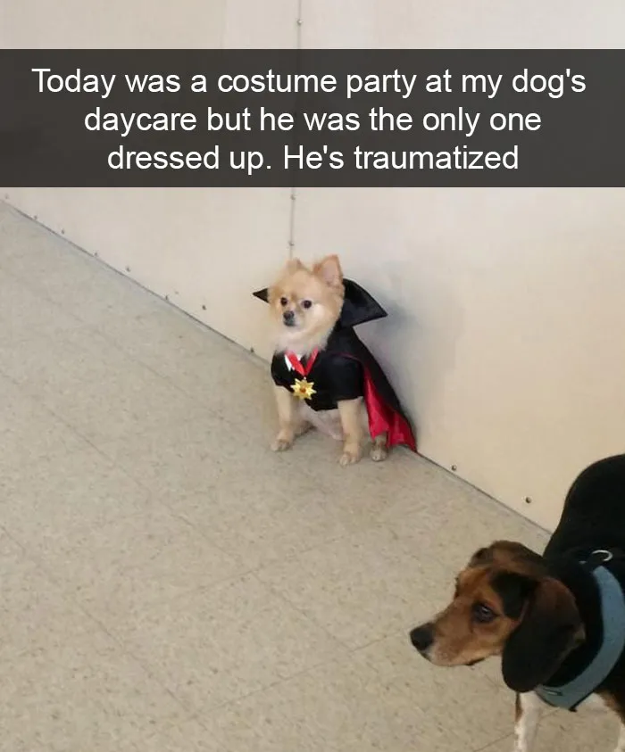 166 Hilarious Dog Snapchats That Are Impawsible Not To Laugh At (Part 2)