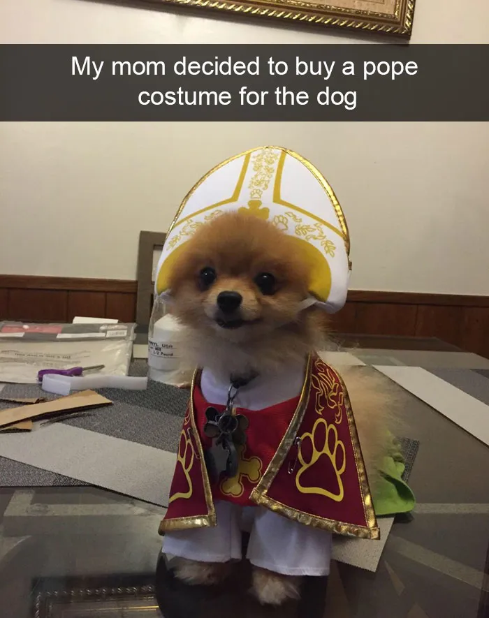 166 Hilarious Dog Snapchats That Are Impawsible Not To Laugh At (Part 2)