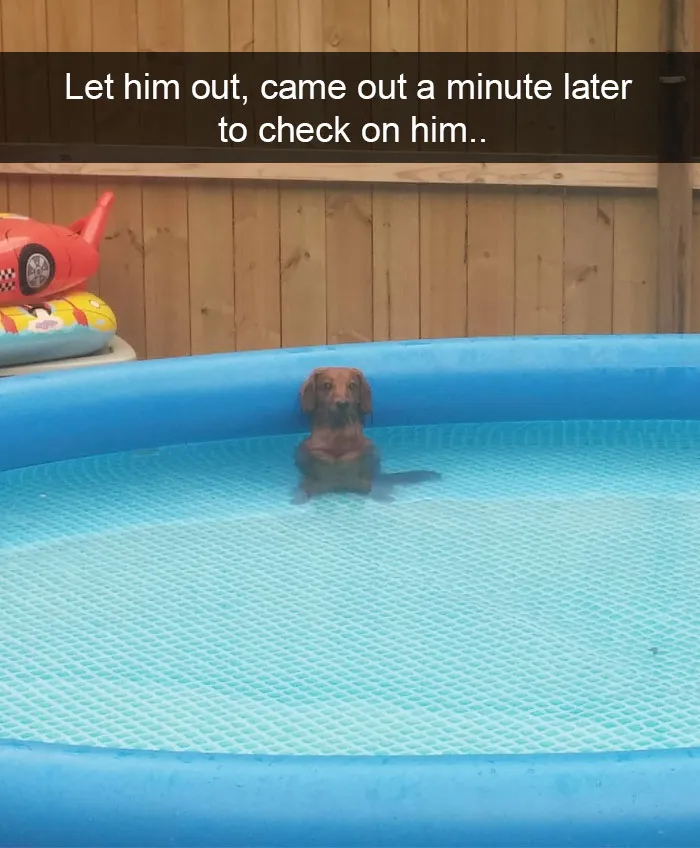 166 Hilarious Dog Snapchats That Are Impawsible Not To Laugh At (Part 2)