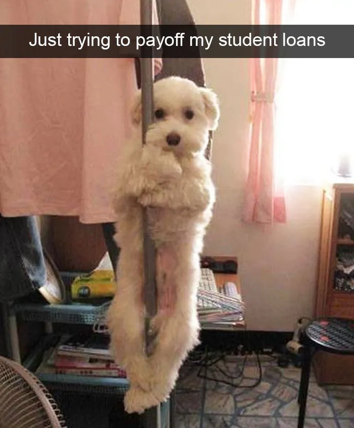 166 Hilarious Dog Snapchats That Are Impawsible Not To Laugh At (Part 2)