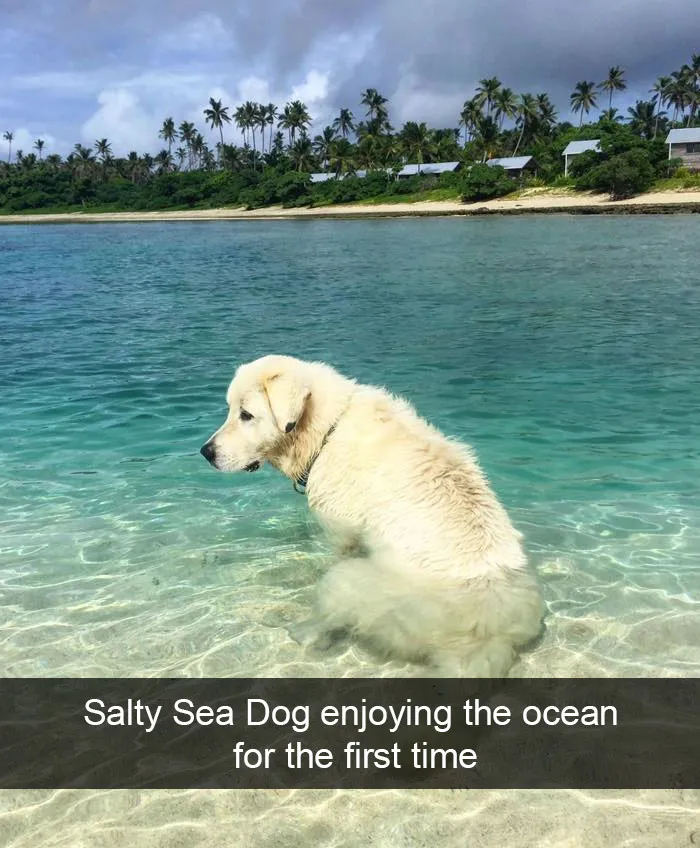 166 Hilarious Dog Snapchats That Are Impawsible Not To Laugh At (Part 2)