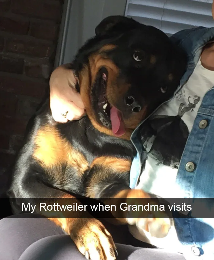 166 Hilarious Dog Snapchats That Are Impawsible Not To Laugh At (Part 2)