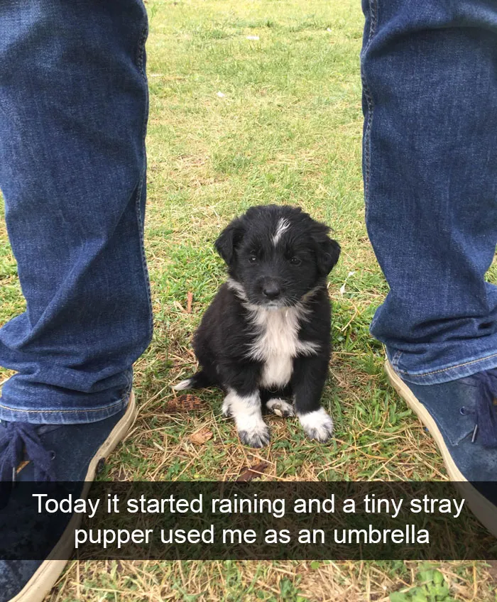 166 Hilarious Dog Snapchats That Are Impawsible Not To Laugh At (Part 2)