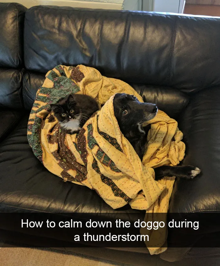 166 Hilarious Dog Snapchats That Are Impawsible Not To Laugh At (Part 2)