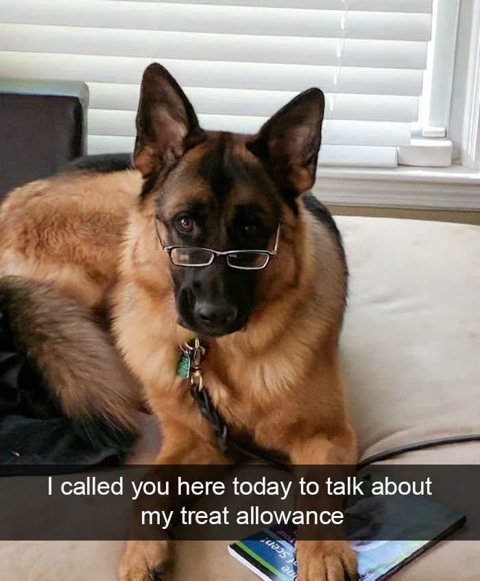 166 Hilarious Dog Snapchats That Are Impawsible Not To Laugh At (Part 2)
