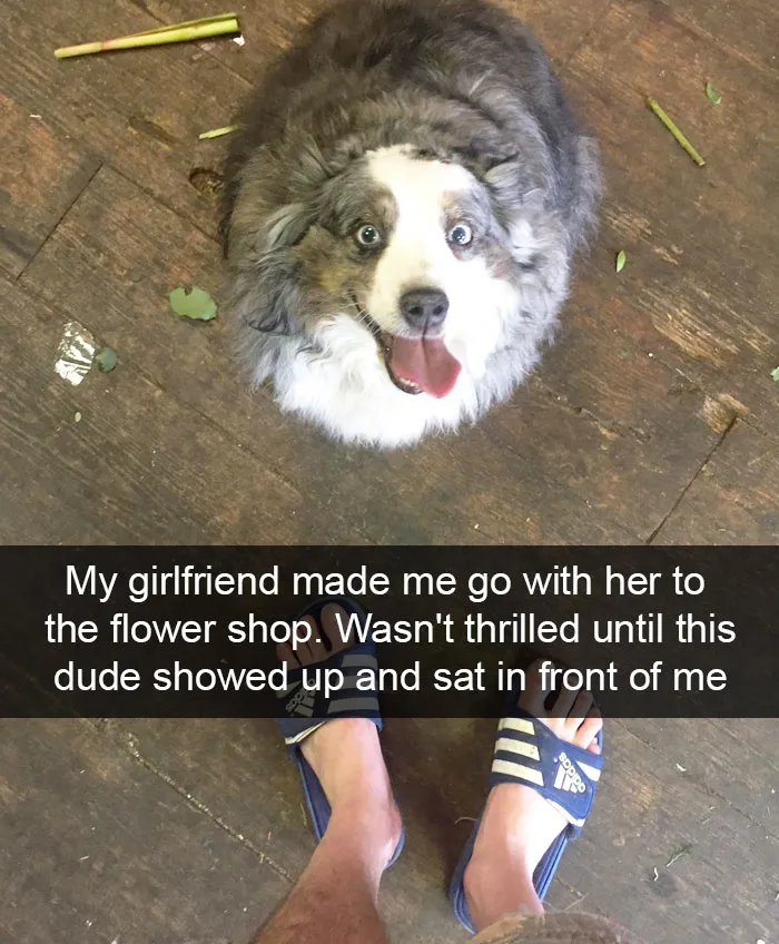 166 Hilarious Dog Snapchats That Are Impawsible Not To Laugh At (Part 2)