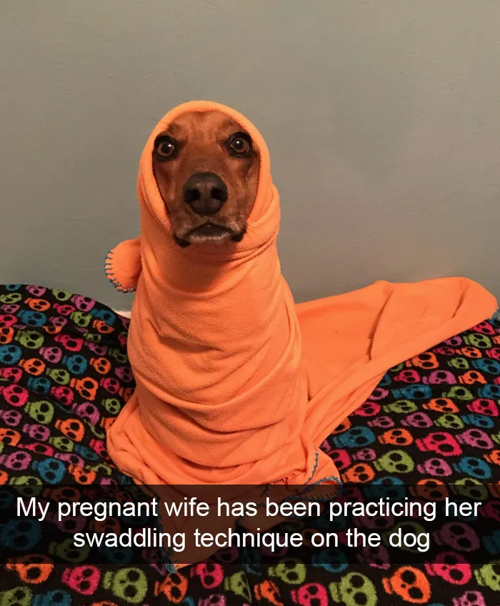 166 Hilarious Dog Snapchats That Are Impawsible Not To Laugh At (Part 2)