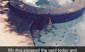166 Hilarious Dog Snapchats That Are Impawsible Not To Laugh At (Part 2)