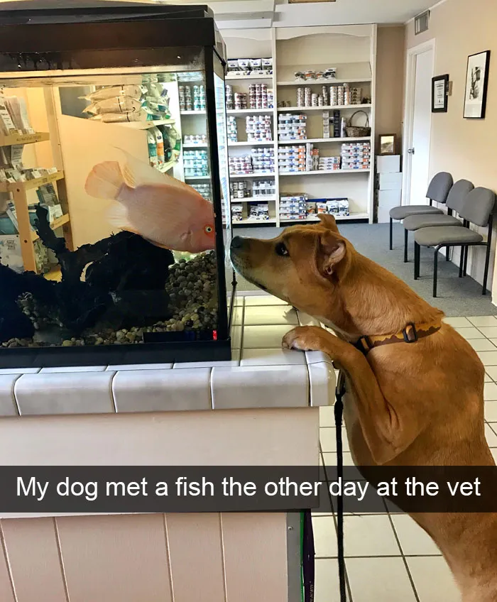 166 Hilarious Dog Snapchats That Are Impawsible Not To Laugh At (Part 2)