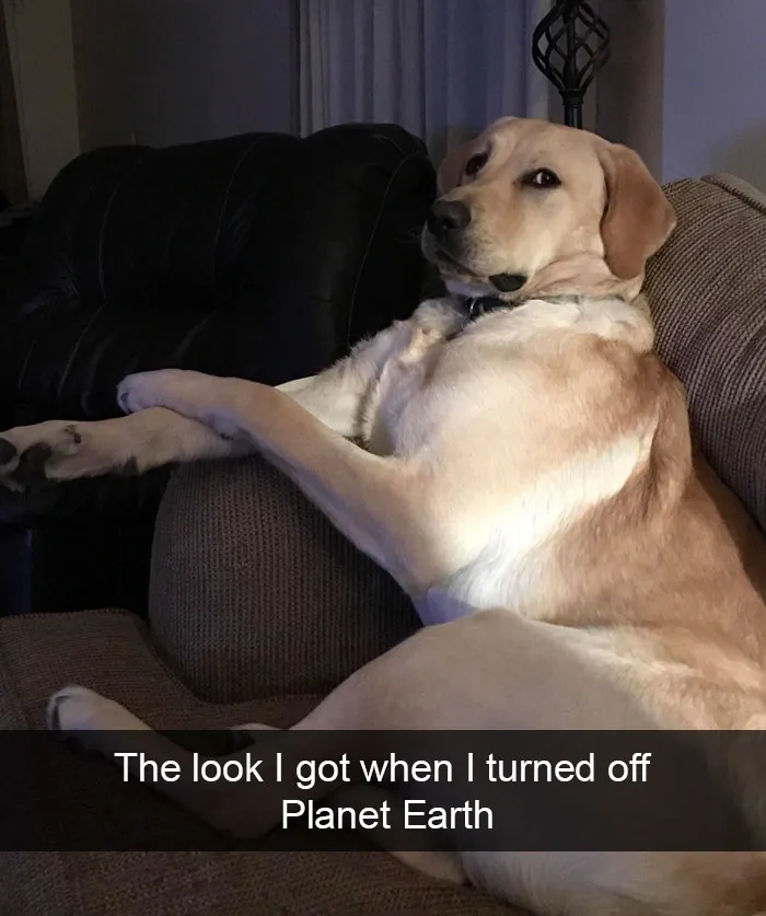 166 Hilarious Dog Snapchats That Are Impawsible Not To Laugh At (Part 2)