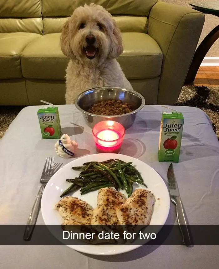 166 Hilarious Dog Snapchats That Are Impawsible Not To Laugh At (Part 2)