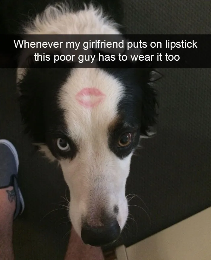 166 Hilarious Dog Snapchats That Are Impawsible Not To Laugh At (Part 2)
