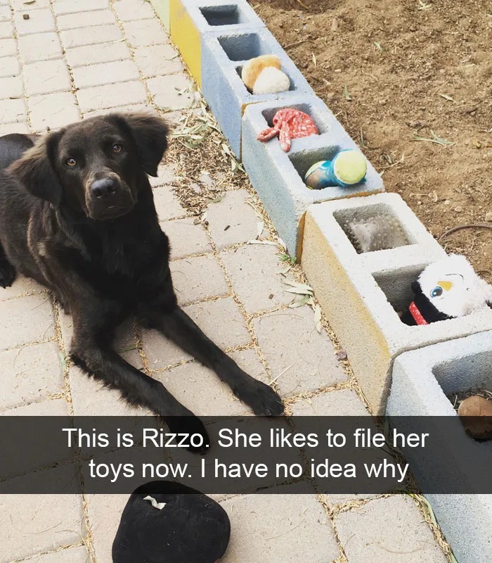 166 Hilarious Dog Snapchats That Are Impawsible Not To Laugh At (Part 2)
