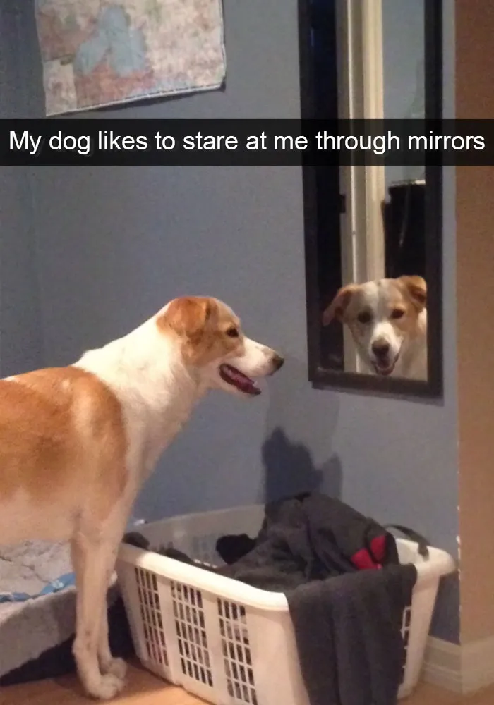 166 Hilarious Dog Snapchats That Are Impawsible Not To Laugh At (Part 2)